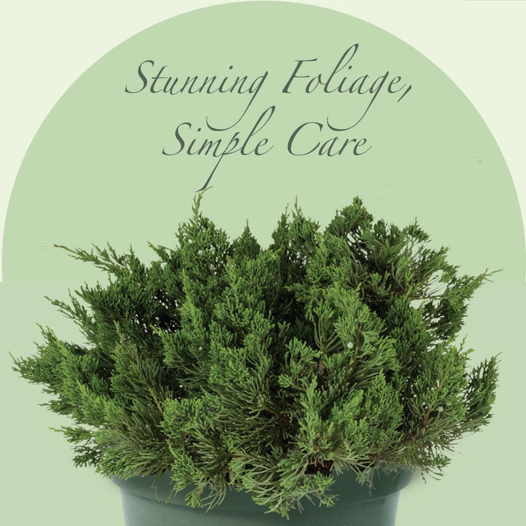 American Plant Exchange Live Parsoni Juniper Bonsai Tree - 10 Inch Indoor/Outdoor Potted Plant for Home, Office, Garden Decor - Perfect for Zen Gardens, Balconies & Landscaping