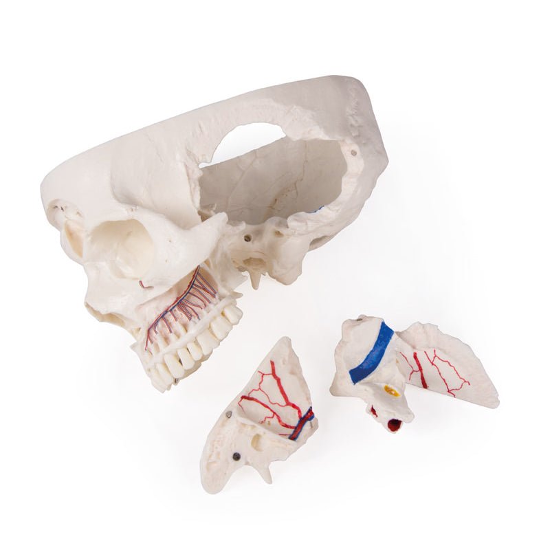 Premium 14-Part Deluxe Human Skull Model for Advanced Anatomy Studies - Ideal for Medical Students, Dentists & Science Classrooms