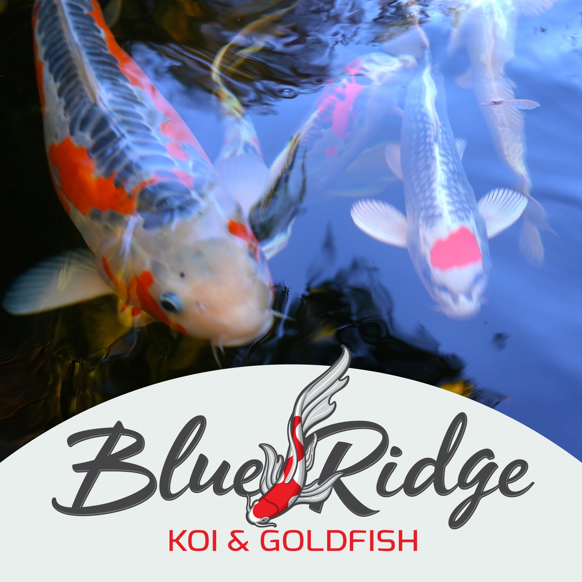 Premium Koi Fish Food 2lb - Large Growth Formula for Ponds | Floating Pellets for Fall & Winter Feeding
