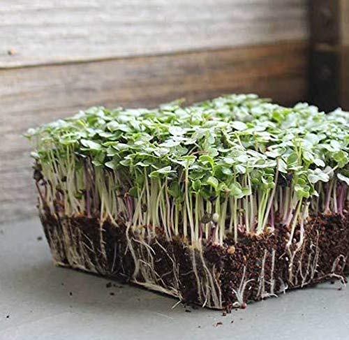 Premium Heirloom Salad Mix Microgreens Seeds for Planting - 300+ Non-GMO Seeds with 85-90% Germination Rate by Isla's Garden Seeds - Indoor & Outdoor Gardening, Perfect for Homegrown Salads & Healthy Eating