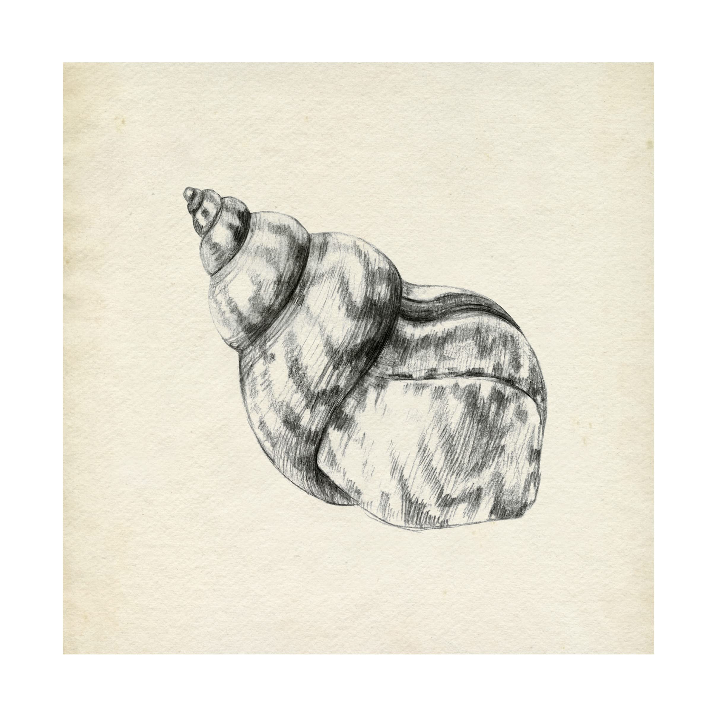 Emma Caroline 'Seashell Pencil Sketch III' Canvas Wall Art Print - Coastal Beach Decor for Living Room, Bedroom & Office
