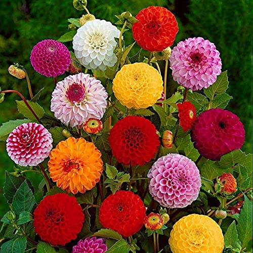 Dahlia Pompon Ball Mix Seeds - Non-GMO Beautiful Annual Flowers for Garden Planting | Perfect for Hanging Baskets, Borders & Cut Flower Arrangements