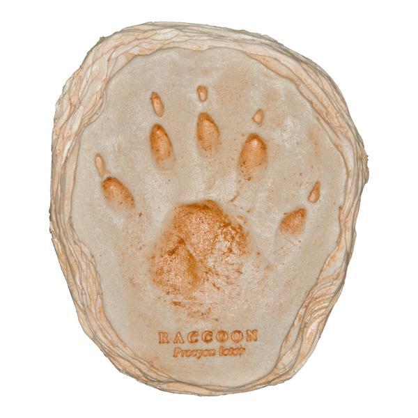 Realistic Raccoon Footprint Replicas - High-Quality Animal Track Stamps for Wildlife Education, Nature Crafts & Halloween Decor