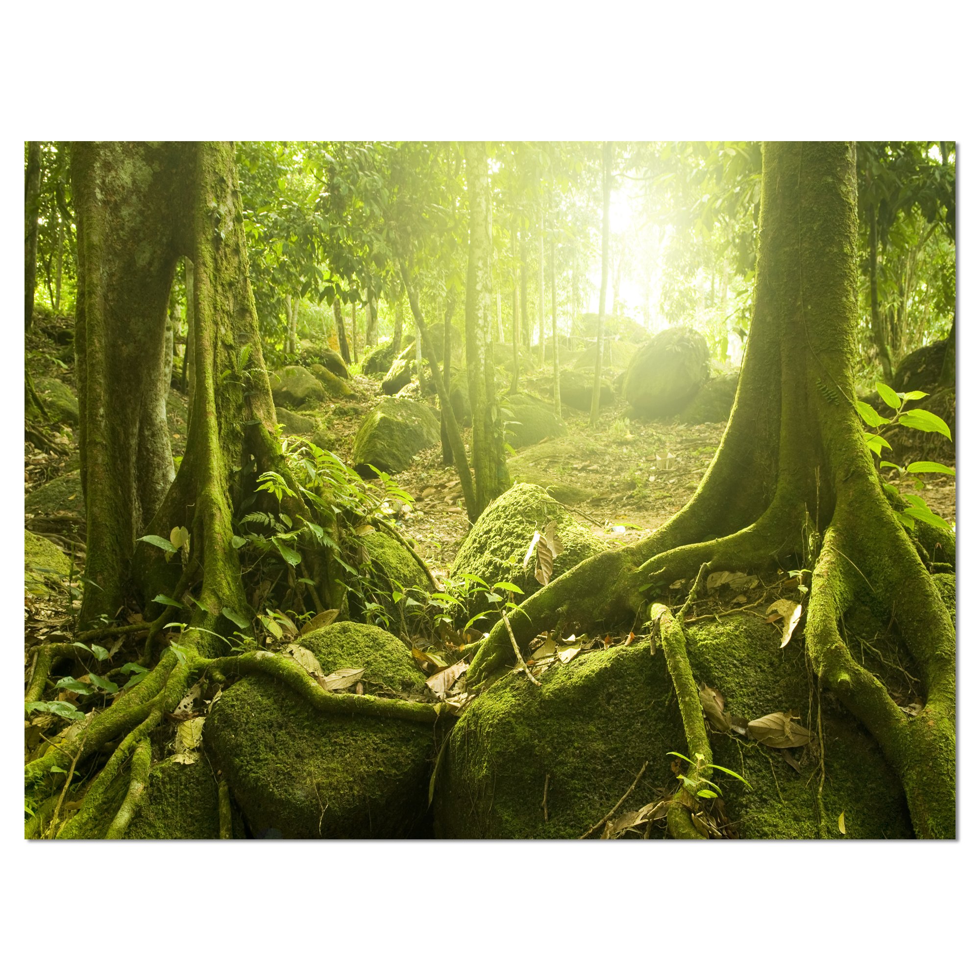 Green Forest with Sun Landscape Photography Canvas Print - Nature Wall Art for Living Room, Bedroom & Office Decor