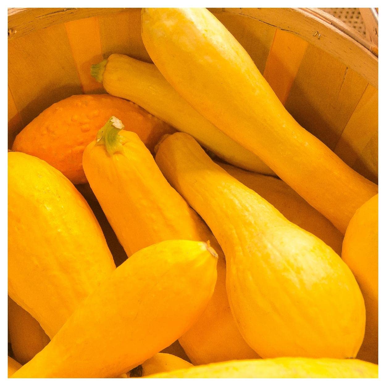 Organic Prolific Straightneck Summer Squash Seeds 1 Oz - Non-GMO, Heirloom, High Yield - Perfect for Home Gardening, Vegetable Patches & Sustainable Farming - Gold Vault Packet by Everwilde Farms