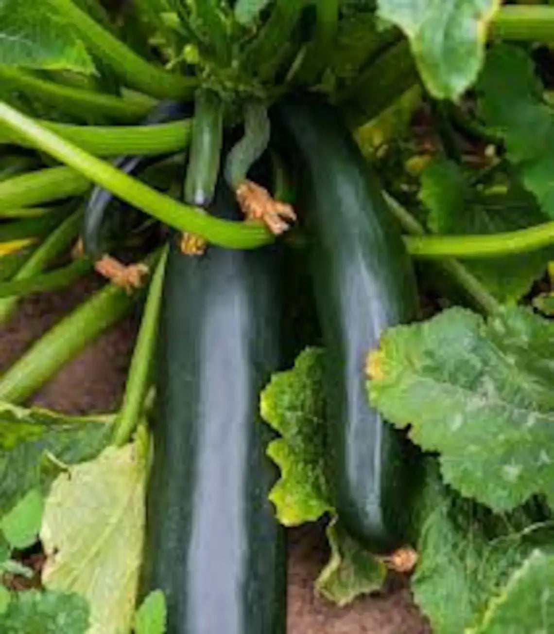 Organic Black Zucchini Seeds for Planting - Non-GMO, High Yield Vegetable Garden Seeds - Perfect for Home Gardening, Backyard Farming & Fresh Cooking