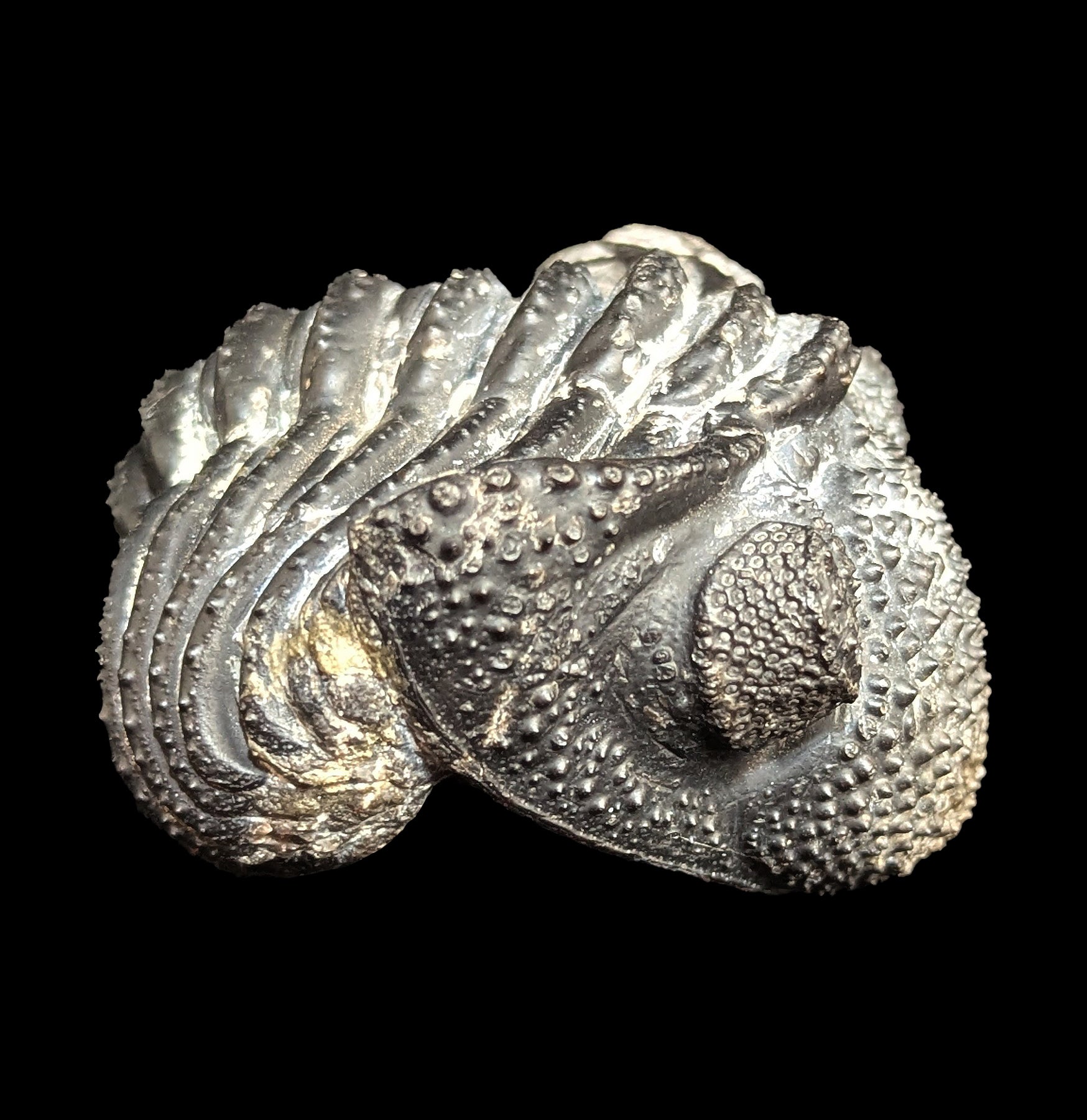 Authentic Rolled Up Drotops Megalomanicus Trilobite Fossil - Rare Prehistoric Specimen for Collectors, Education & Home Decor