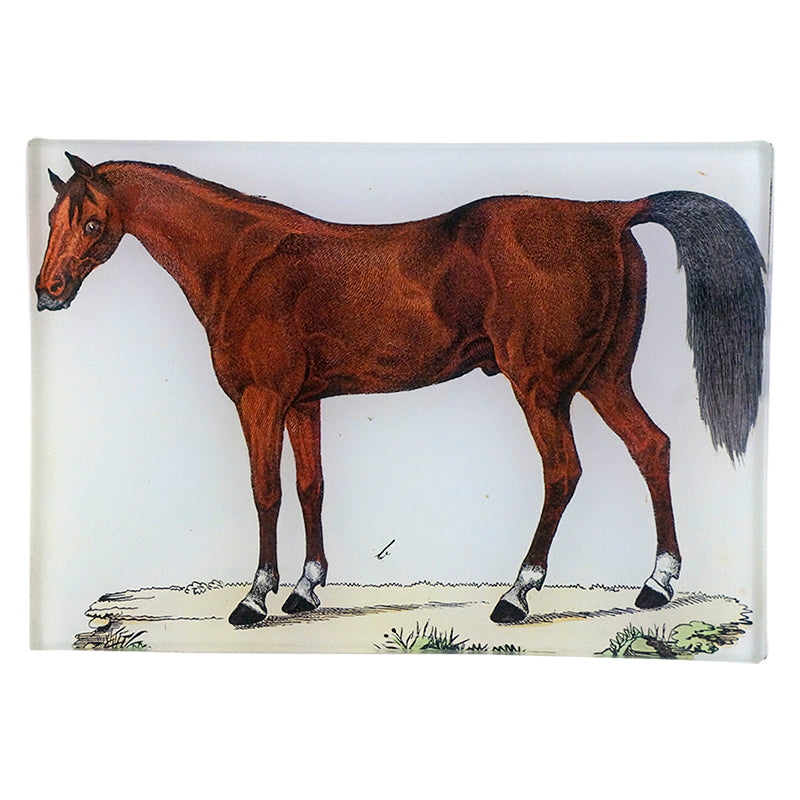 MT Horse B JPG - High-Quality Equestrian Wall Art Print for Home & Office Decor | Perfect for Living Room, Bedroom, or Stable Display