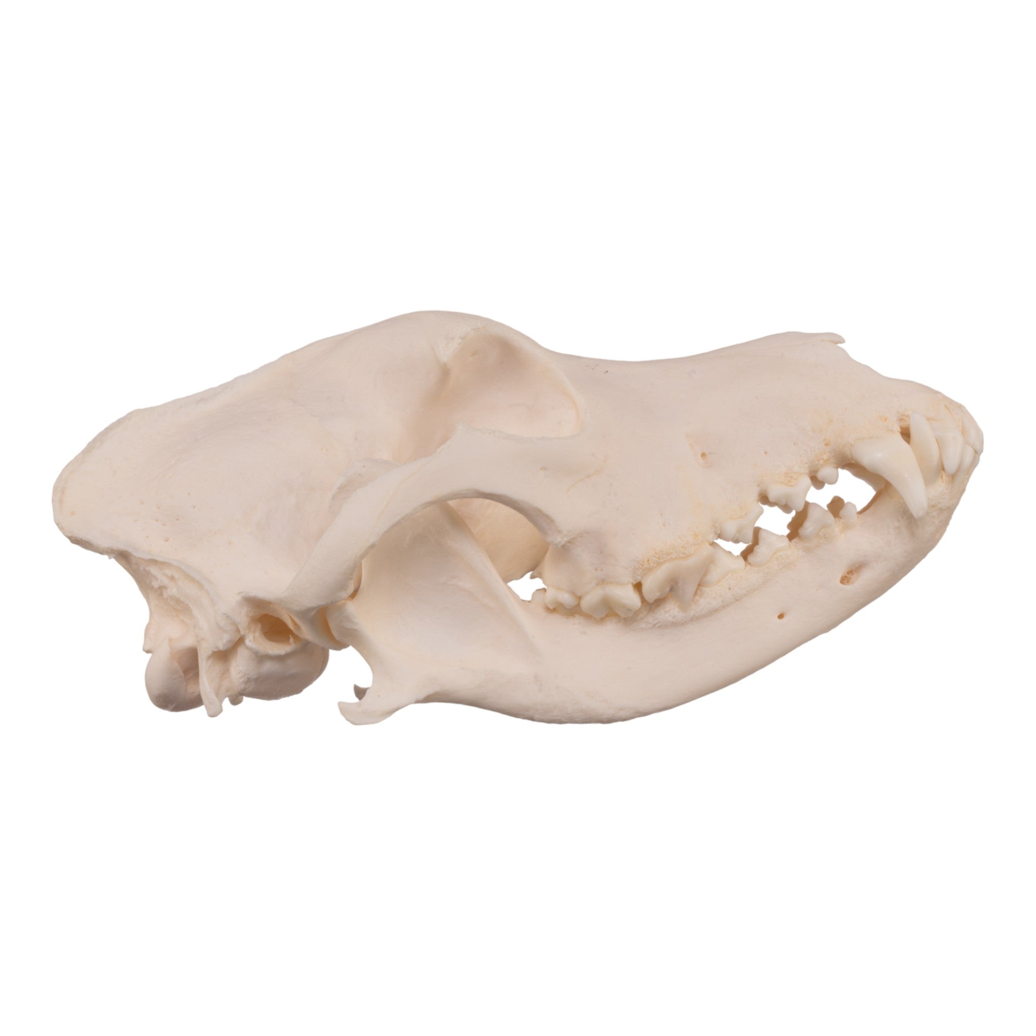 Authentic Alaskan Malamute Dog Skull - Real Domestic Canine Specimen for Veterinary Study, Taxidermy & Educational Display