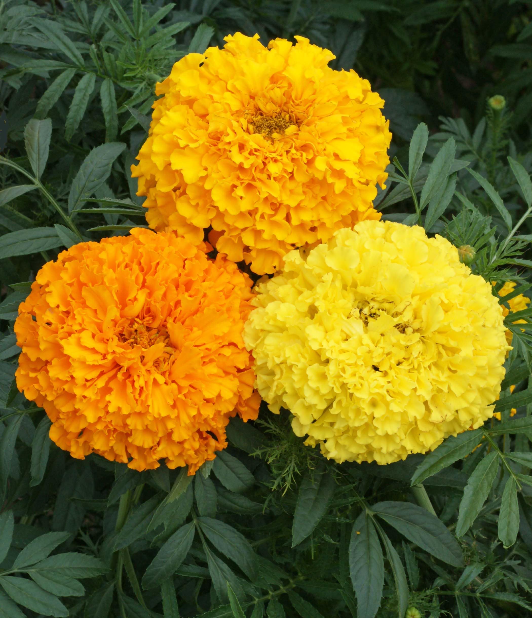 Marigold Cracker Jack Flower Seeds - 600 Count by Seed Kingdom for Beautiful Garden Beds, Borders & Containers | Perfect for Landscaping, Pollinator Gardens & Cut Flower Arrangements