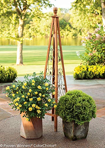 Proven Winners OSO EASY Lemon Zest Rose Bush - Yellow Blooming Shrub in #2 Size Container - Perfect for Garden Borders, Landscaping & Patio Decor