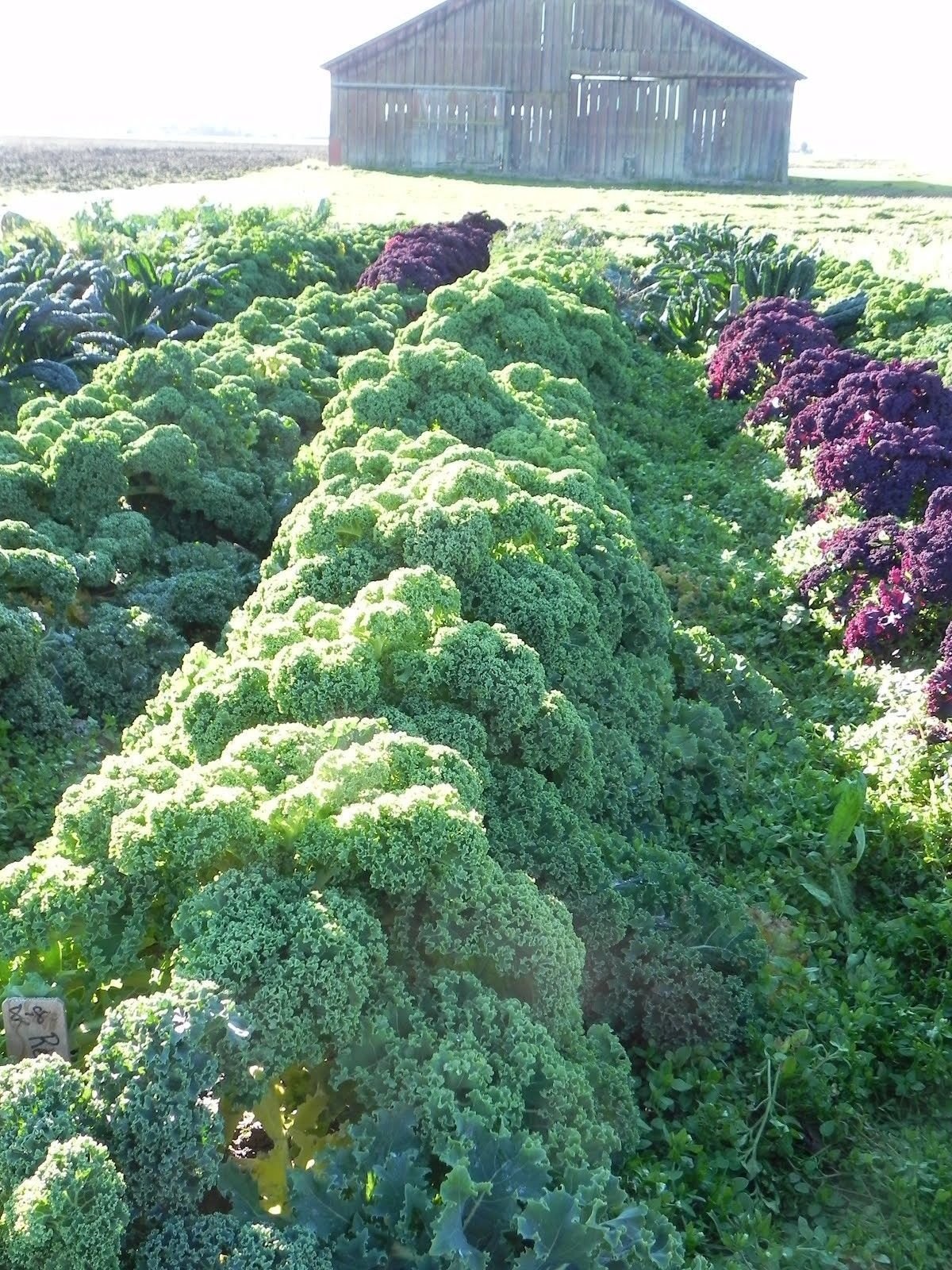 Kale Vates Blue Curled 100+ Seeds (Dwarf Blue Scotch) - Organic Heirloom Non-GMO Greens for Home Garden - Perfect for Salads, Smoothies & Healthy Eating