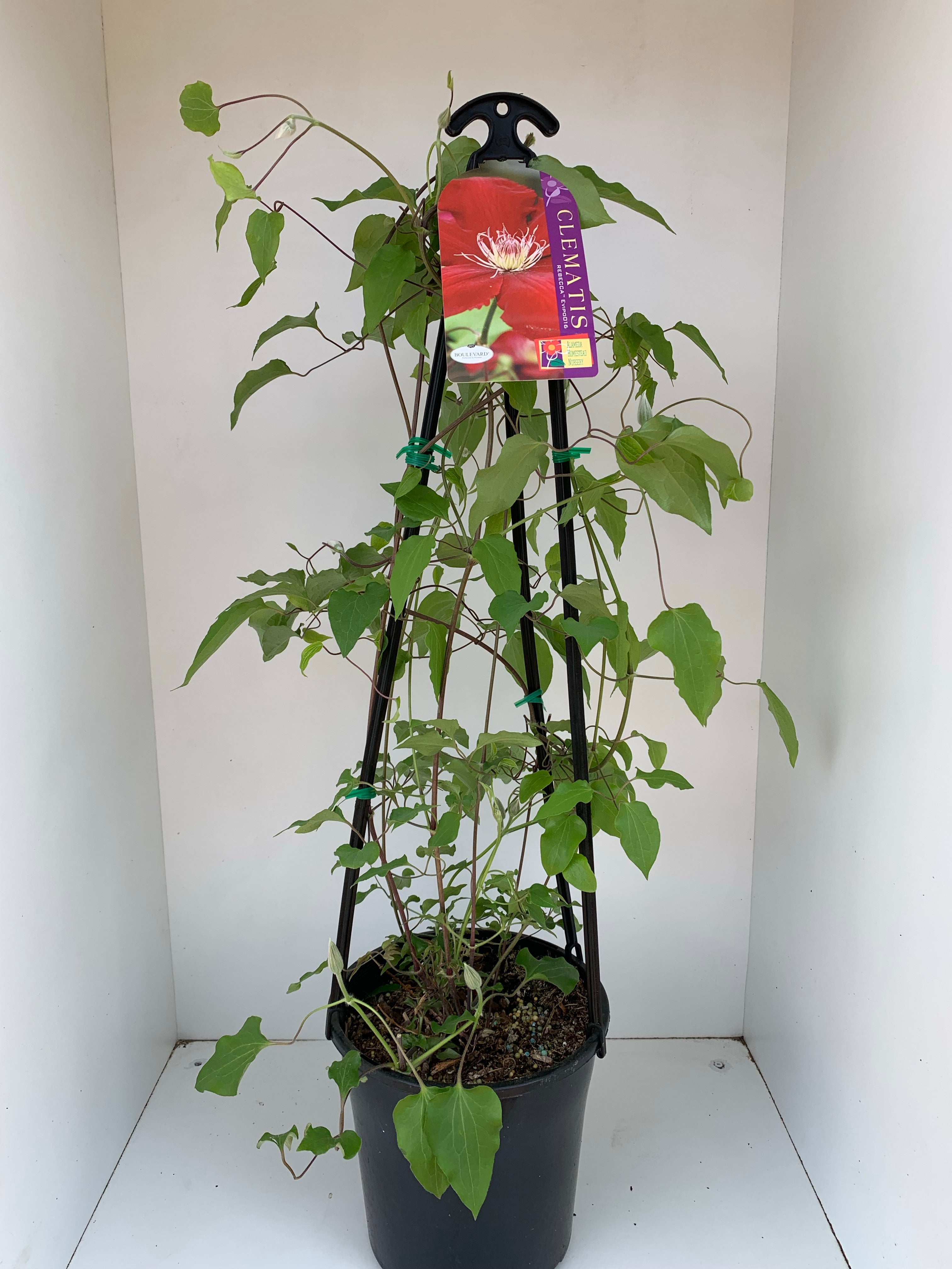 Clematis ‘Rebecca Boulevard’ - Purple Flowering Vine Plant for Garden Trellis & Fence Decoration | Perfect for Outdoor Landscaping & Backyard Beautification