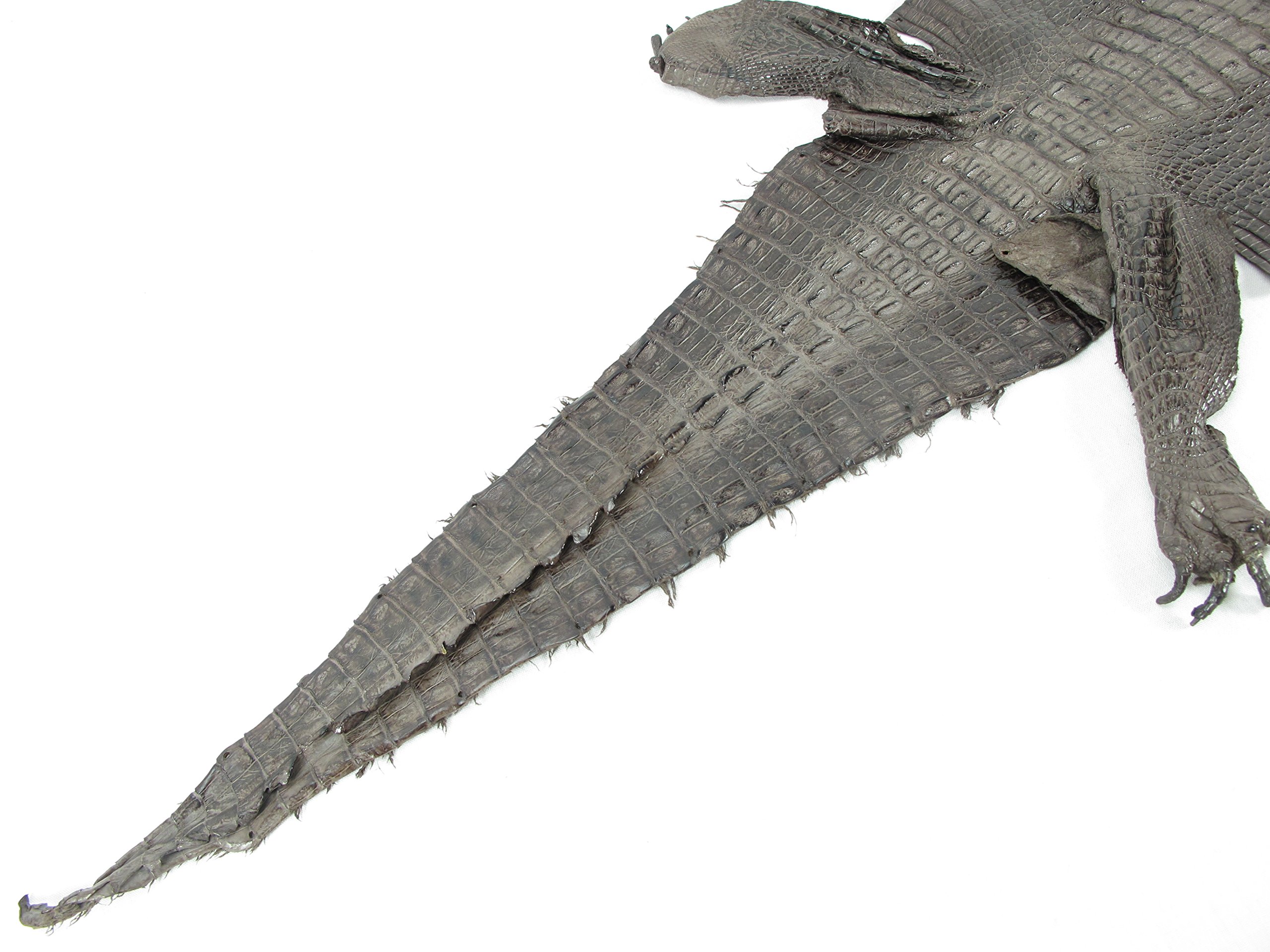Genuine Crocodile Caiman Hornback Skin Leather Hide - Chocolate Brown (9