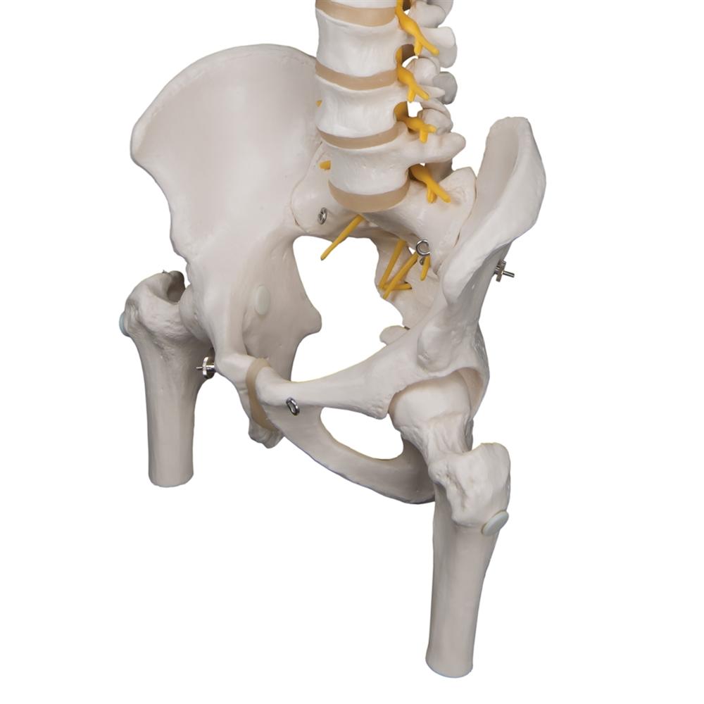 Premium Flexible Spine Model with Femur Heads - Anatomical Study Tool for Medical Students, Chiropractors & Physical Therapists - Perfect for Classroom, Clinic & Training Demonstrations