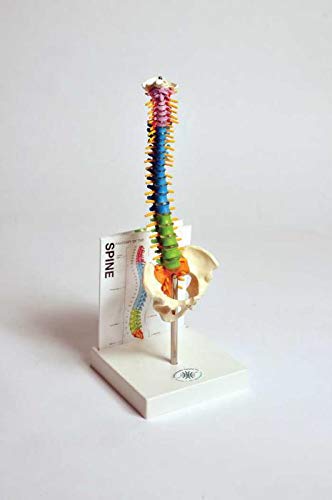 United Scientific Supplies MASPN1 Human Mini Spine Model - Detailed Anatomical Spine Model for Medical Education & Study - Perfect for Students, Teachers & Healthcare Professionals