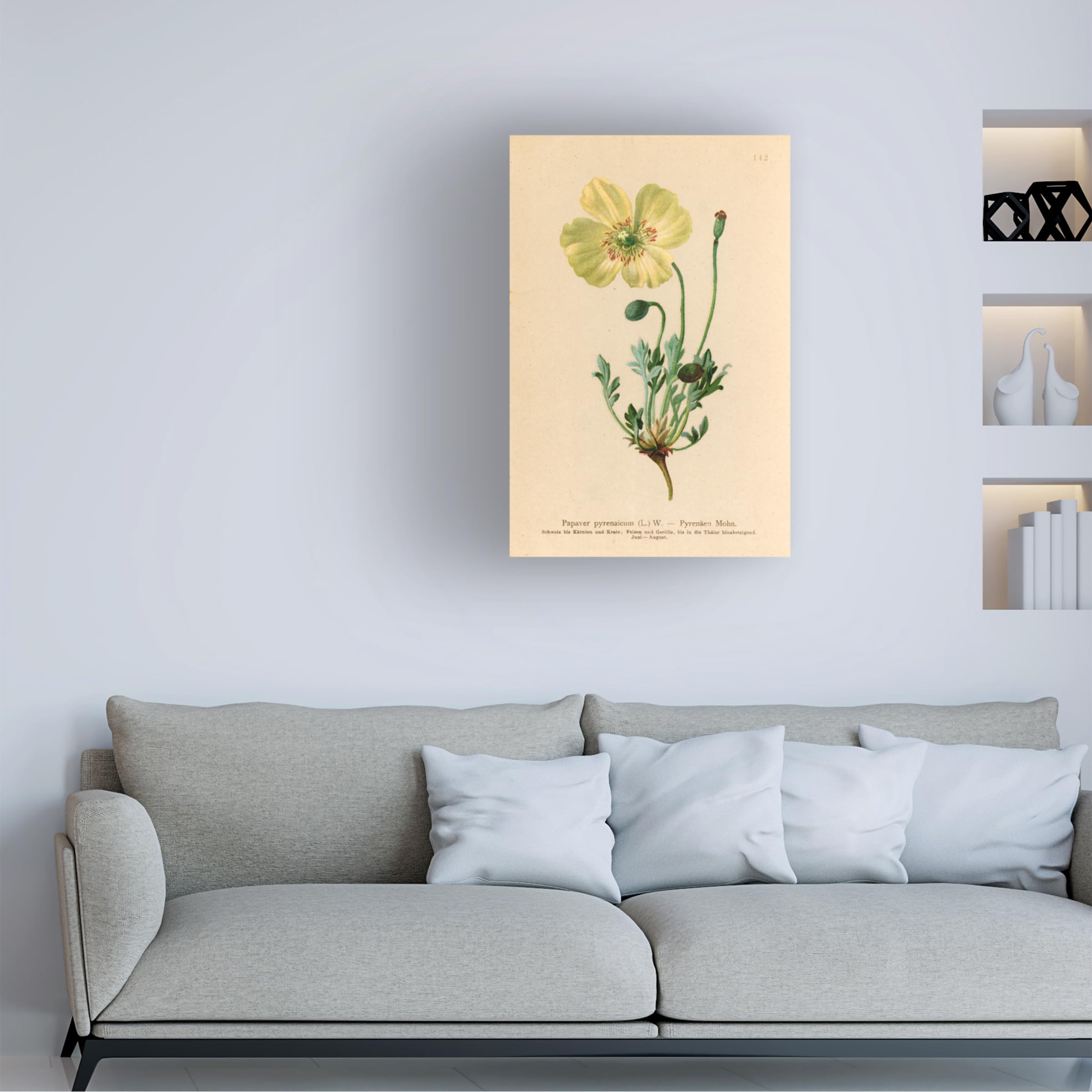 Trademark Fine Art 'Papaver Pyrenaicum' Floral Canvas Wall Art Print - Handmade Home Decor for Living Room, Bedroom & Office