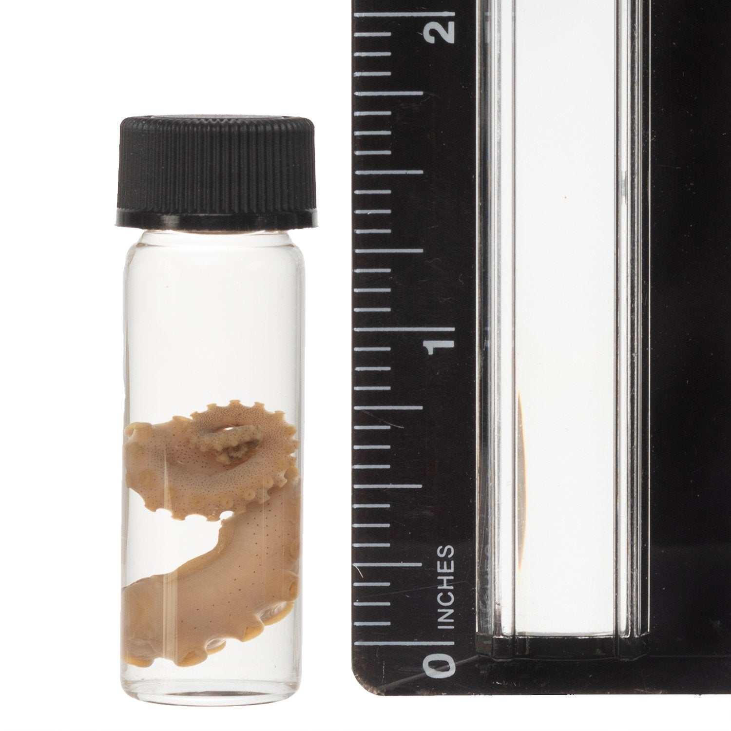 Authentic Real Tentacle Wet Specimen - Preserved Marine Biology Specimen for Science Education & Oddity Collectors | Perfect for Classroom Display, Gothic Decor & Curiosity Cabinets