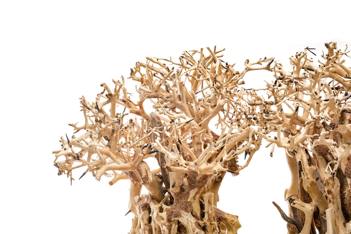 Premium Bonsai Tree Kit - Complete Starter Set for Indoor & Outdoor Gardening - Perfect for Home Decor, Office Plants, and Zen Meditation Spaces