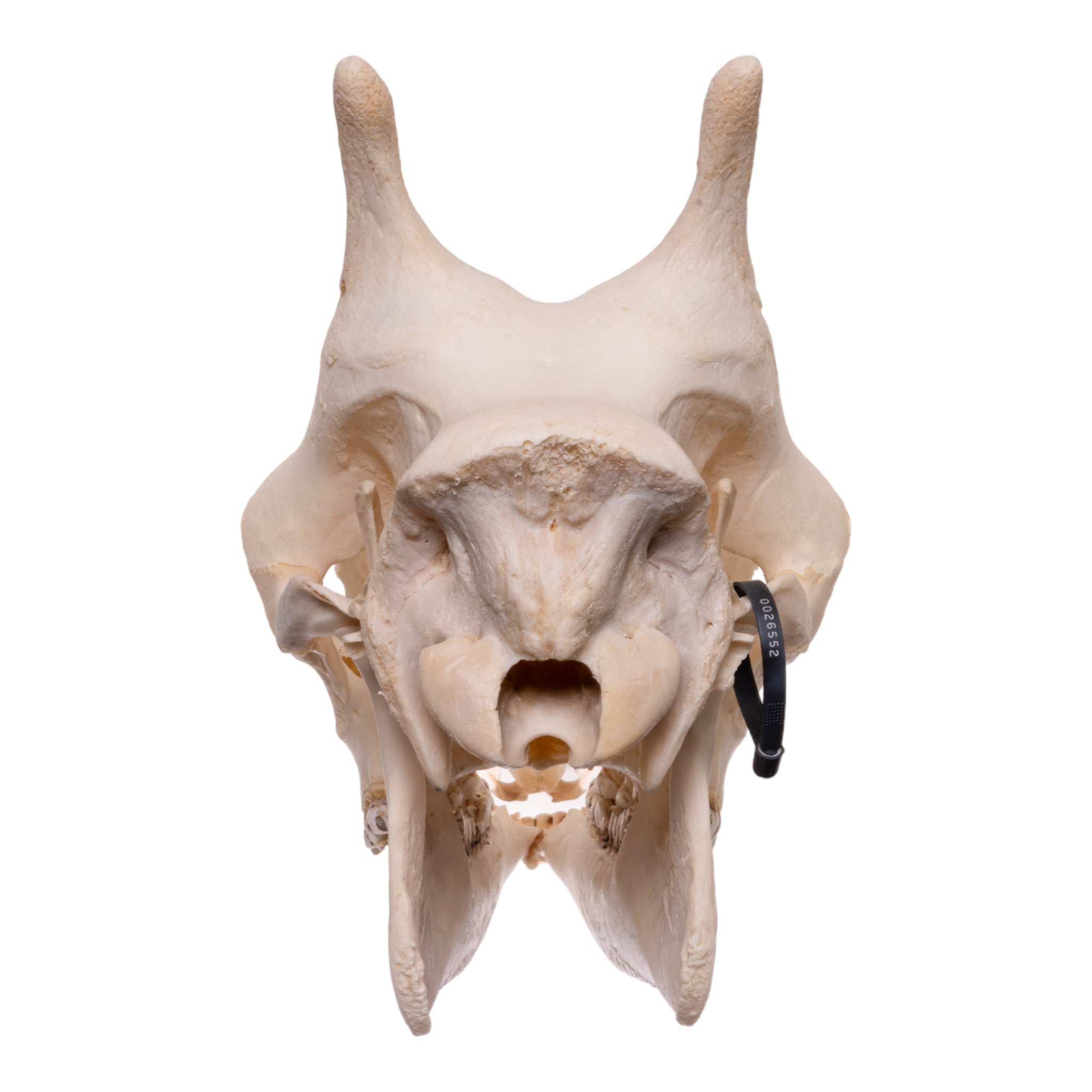 Authentic Southern Giraffe Skull - Rare Taxidermy Specimen for Home Decor, Educational Display & Unique Gift for Wildlife Enthusiasts