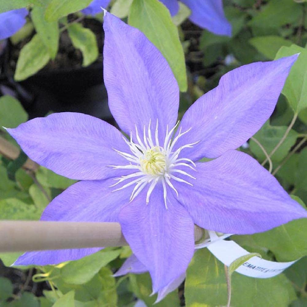 Clematis 'HF Young' - 5 Live Plants in 4 Inch Pots - Light Purple Flowering Vine - Ready for Garden Planting - Perfect for Trellises, Fences & Container Gardening