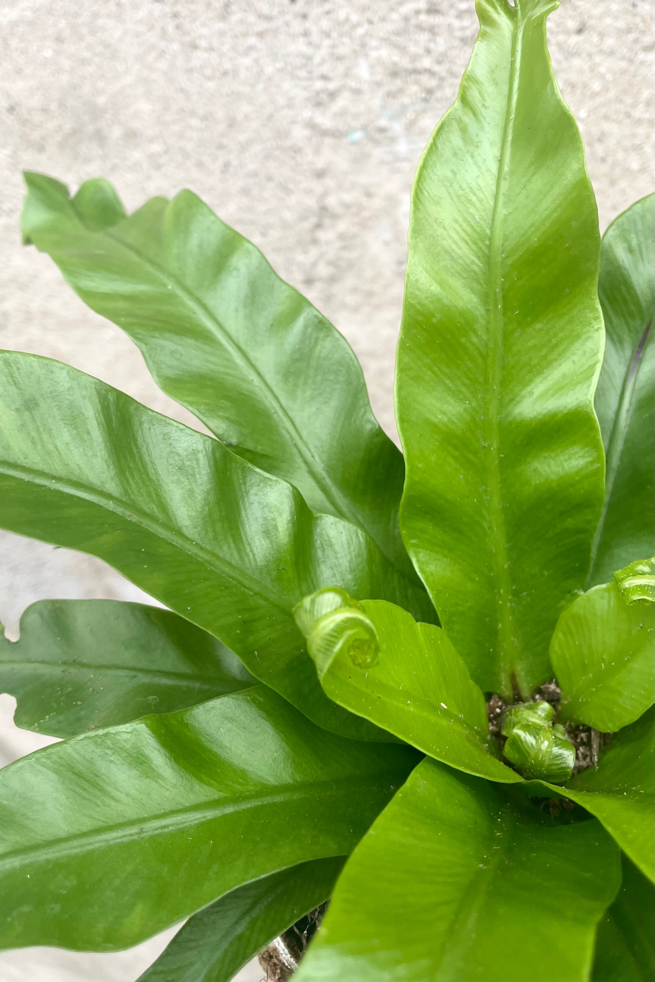 Asplenium Antiquum 'Leslie' - 4 Inch Japanese Bird's Nest Fern - Perfect for Home Decor, Office Plants & Indoor Gardening