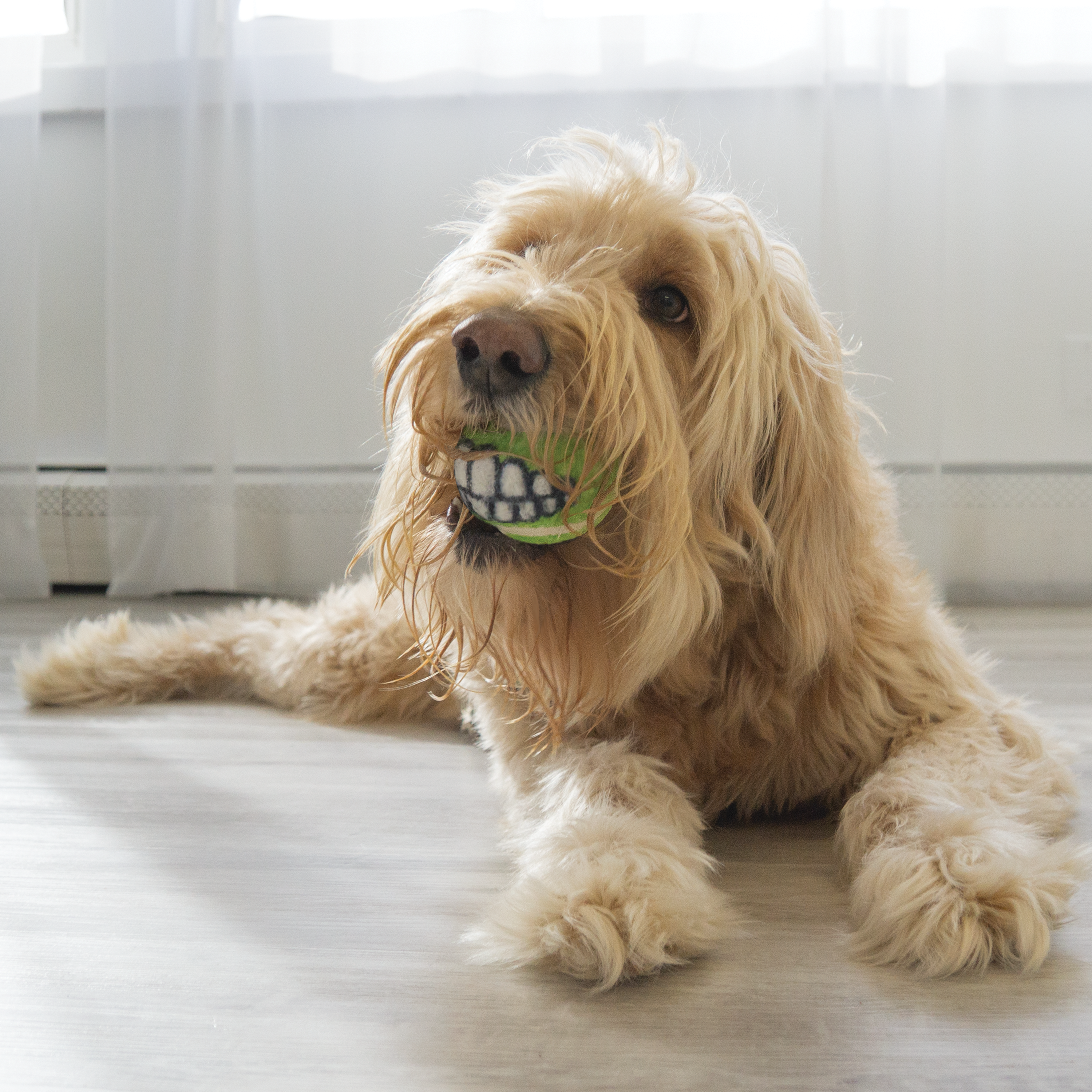Kong Grinz Smile Balls - Durable Dog Chew Toys for Aggressive Chewers - Fun Interactive Pet Toys for Small & Large Dogs - Perfect for Playtime, Training & Stress Relief