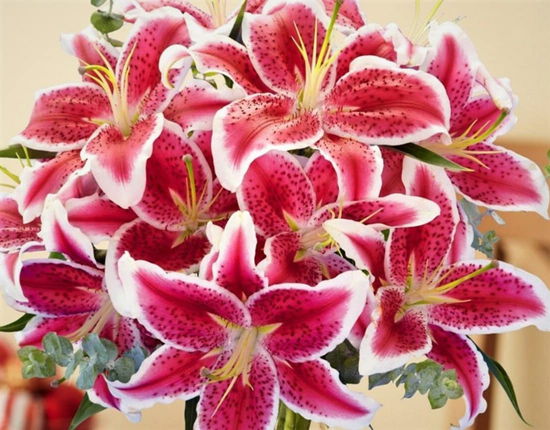 20 Stargazer Lily Bulbs - Large Fragrant Flowers for Garden Planting | Perfect for Bouquets, Weddings & Home Decor