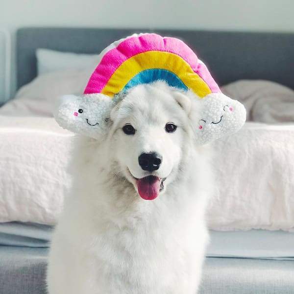 ZippyPaws Squeaky Pattiez Rainbow Plush Dog Toy - Interactive Squeaker Puppy Chew Toy for Small & Medium Dogs - Perfect for Playtime, Training & Cuddling (ZP909)