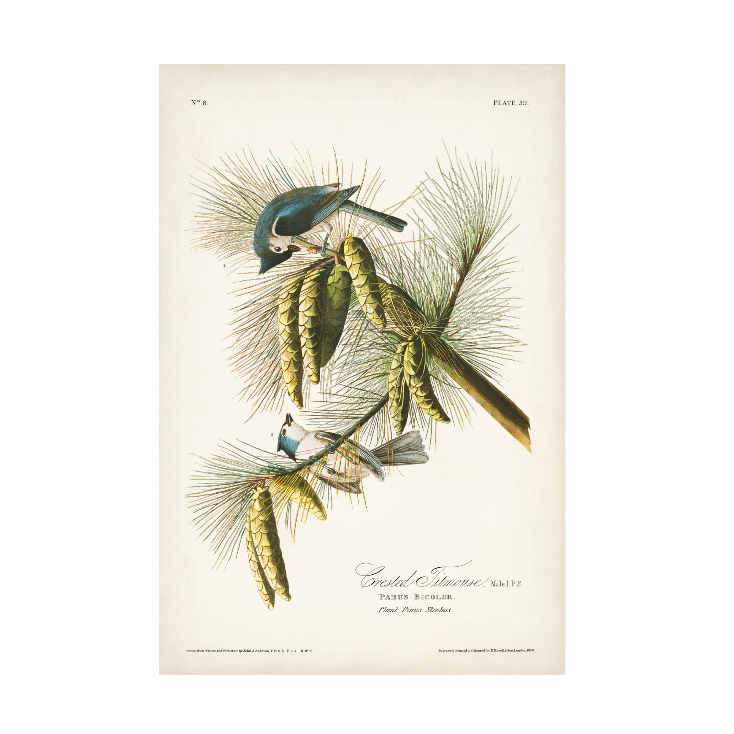 John James Audubon 'Crested Titmouse' Canvas Wall Art Print 16x24 - Premium Bird Painting for Home & Office Decor, Nature Lover Gift