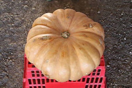 Long Island Cheese Pumpkin Seeds - 20 Count | Non-GMO, Edible, Sweet & Delicious Calabaza Fruit Seeds for Baking, Cooking & Fall Decor
