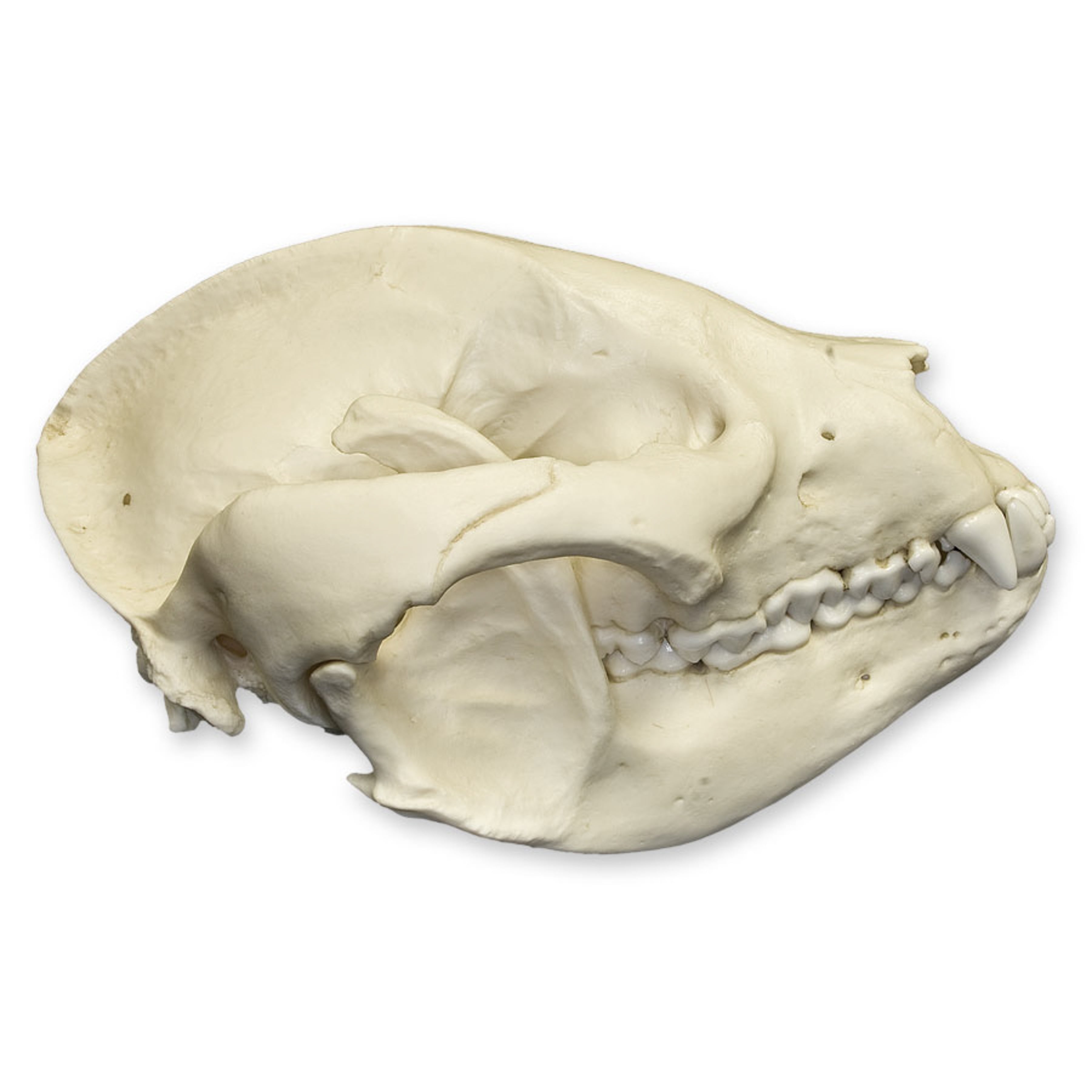 Replica Giant Panda Skull - Adolescent Size - Lifelike Animal Skull Model for Science Education, Home Decor, and Halloween Props