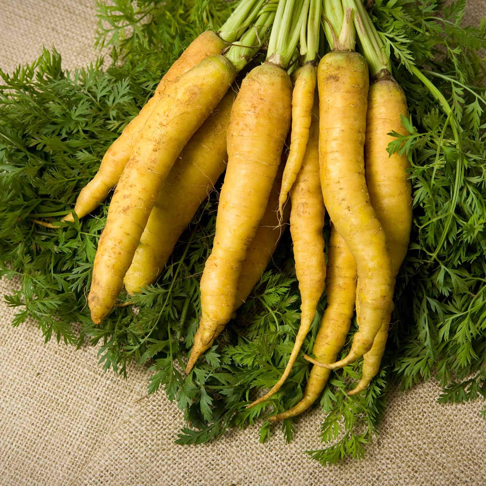 Organic Yellow Carrot Seeds - 1g Packet (~600 Seeds) | Non-GMO Heirloom Vegetable Seeds for Home Garden, Microgreens & Container Planting | Perfect for Raised Beds, Urban Farming & Healthy Snacking