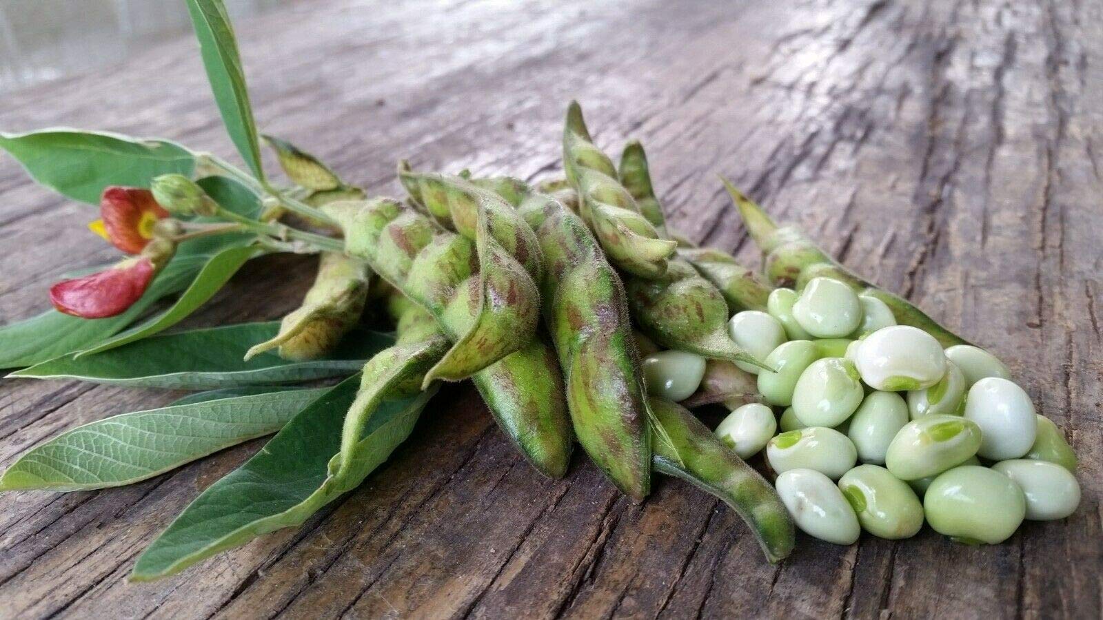Gandul Lazaro Enano 'Cajanus cajan' Dwarf Pigeon Peas Live Plant (3''-8'') - Organic Edible Legume for Home Gardening, Container Planting & Tropical Landscaping