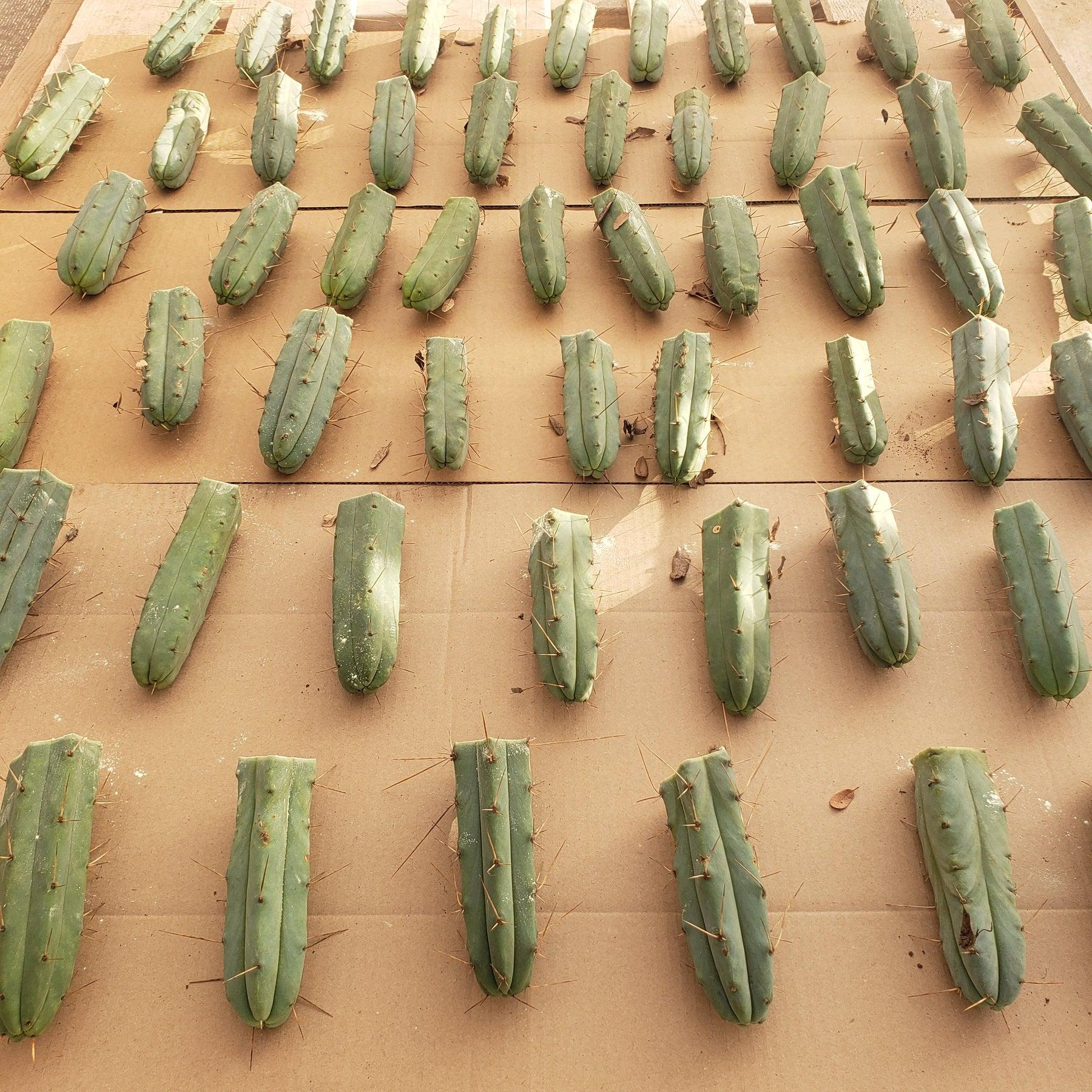EC72 EXACT Trichocereus Bridgesii Jiimz Cactus Cutting 5-6 Inches - Rare Succulent Plant for Home Decor, Gardening & Spiritual Ceremonies