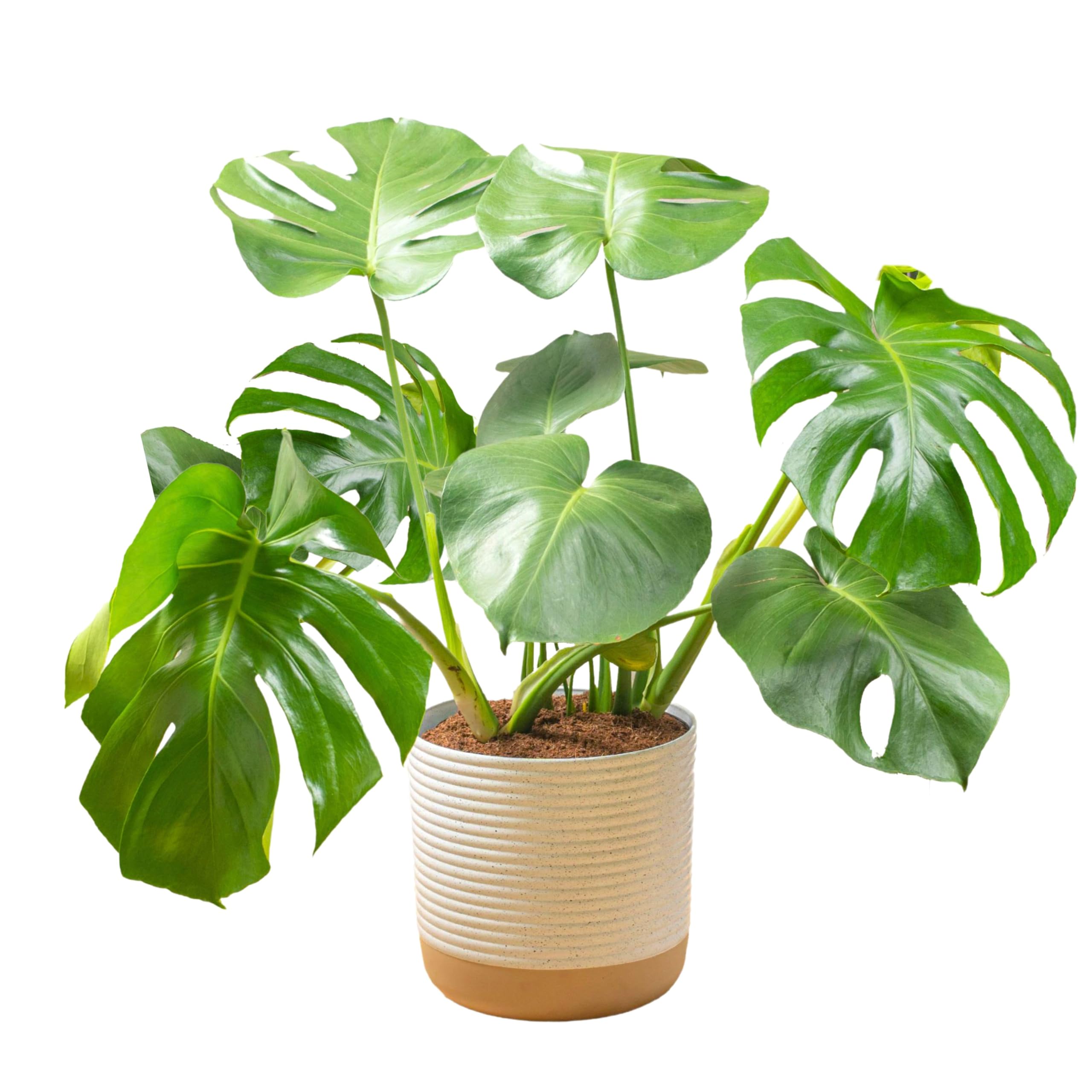 Costa Farms Monstera Deliciosa Swiss Cheese Plant - Live Indoor Houseplant, Easy Care Split Leaf Philodendron in Decorative Pot, Perfect for Home, Office & Room Decor (2-3 Feet Tall) - Ideal for Housewarming Gifts & Indoor Gardening Enthusiasts