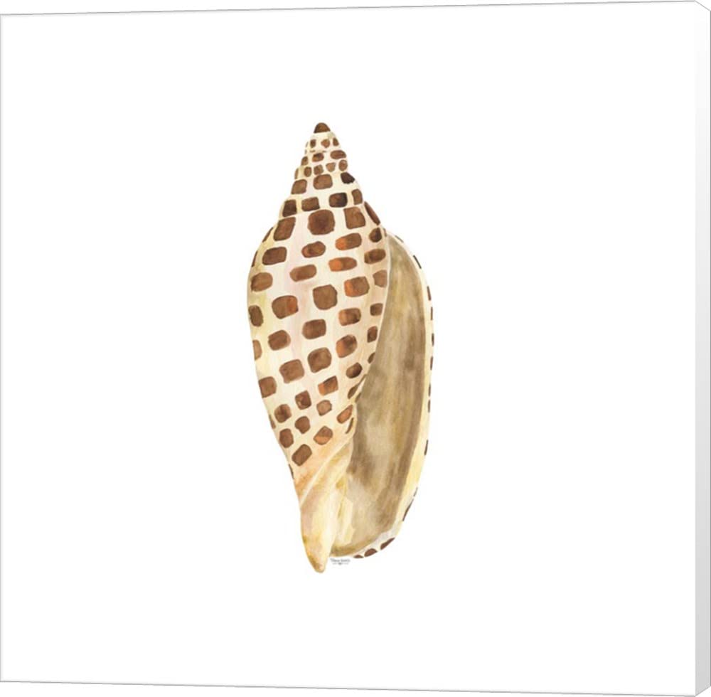Oceanum Shells White II-Junonia by Tara Reed - 24x24 Inch Canvas Wall Art, Museum Wrapped, Beach Theme Decor for Living Room, Bedroom & Office