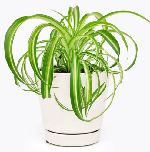 Curly Spider Plant 'Bonnie'