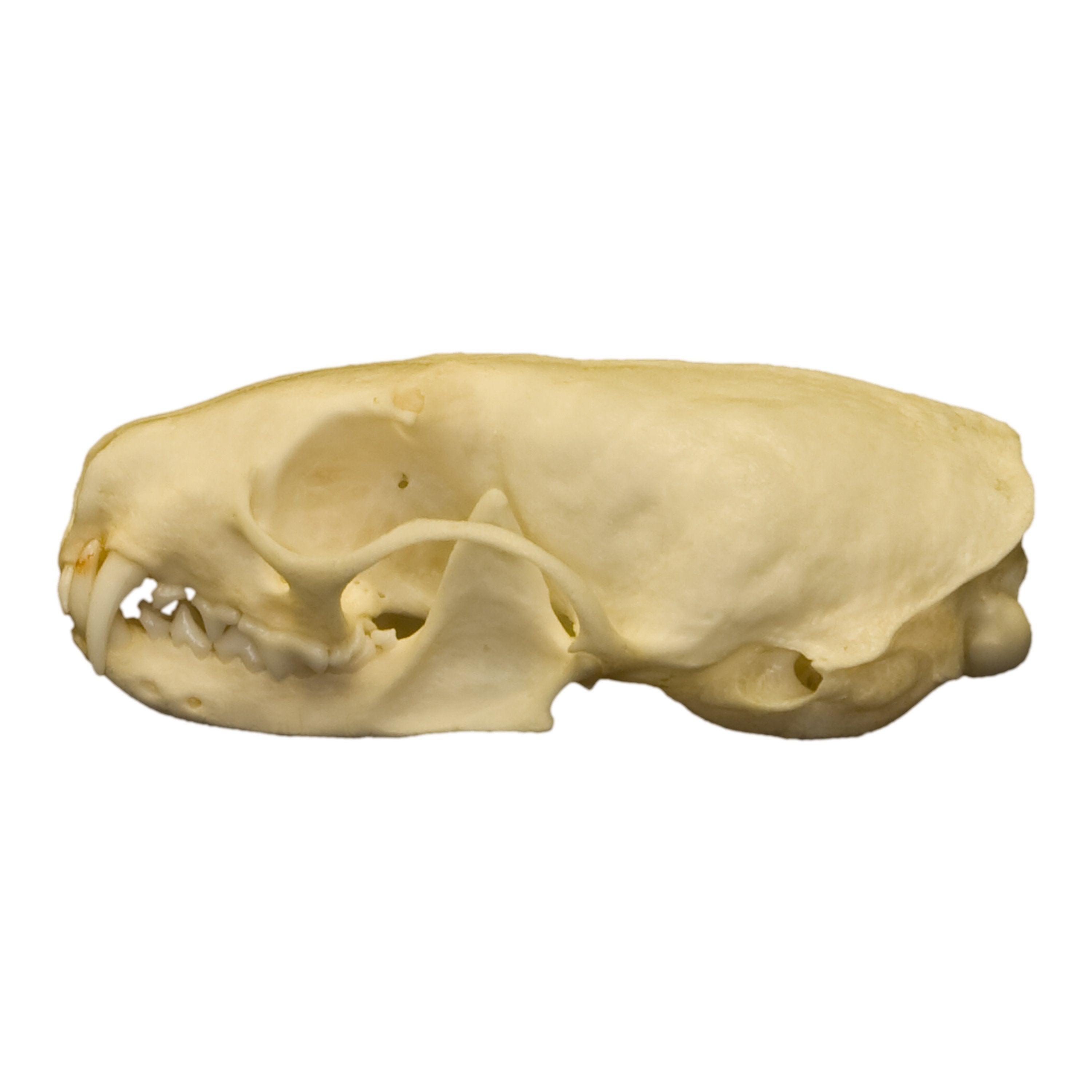 Authentic Real Weasel Skull Specimen - Taxidermy Oddity for Science Education & Gothic Decor - Perfect for Biology Classrooms, Horror Collections & Halloween Displays