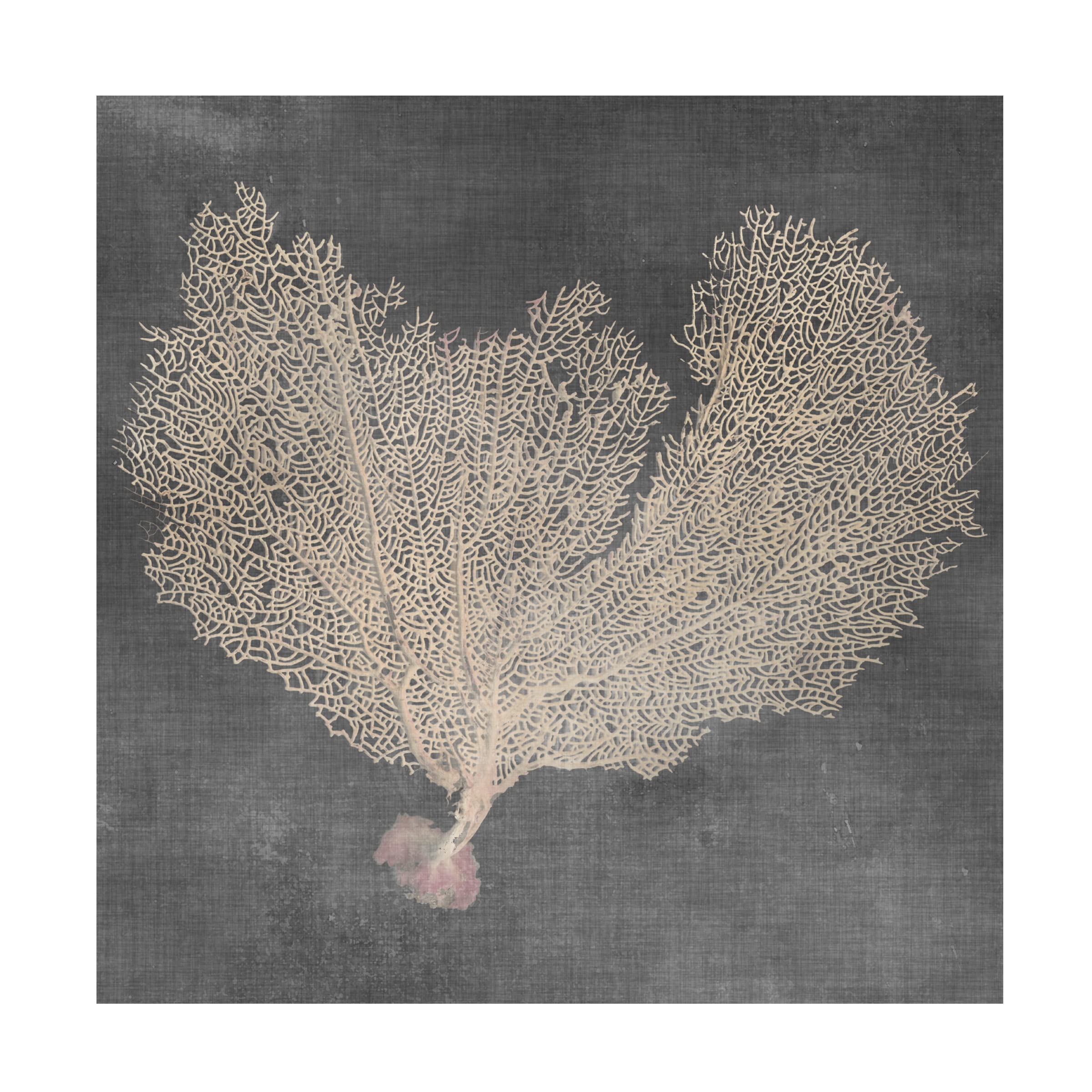 Trademark Fine Art 'Natural Sea Fan VI' Canvas Wall Art by Vision Studio - Perfect for Living Room, Bedroom & Office Decor