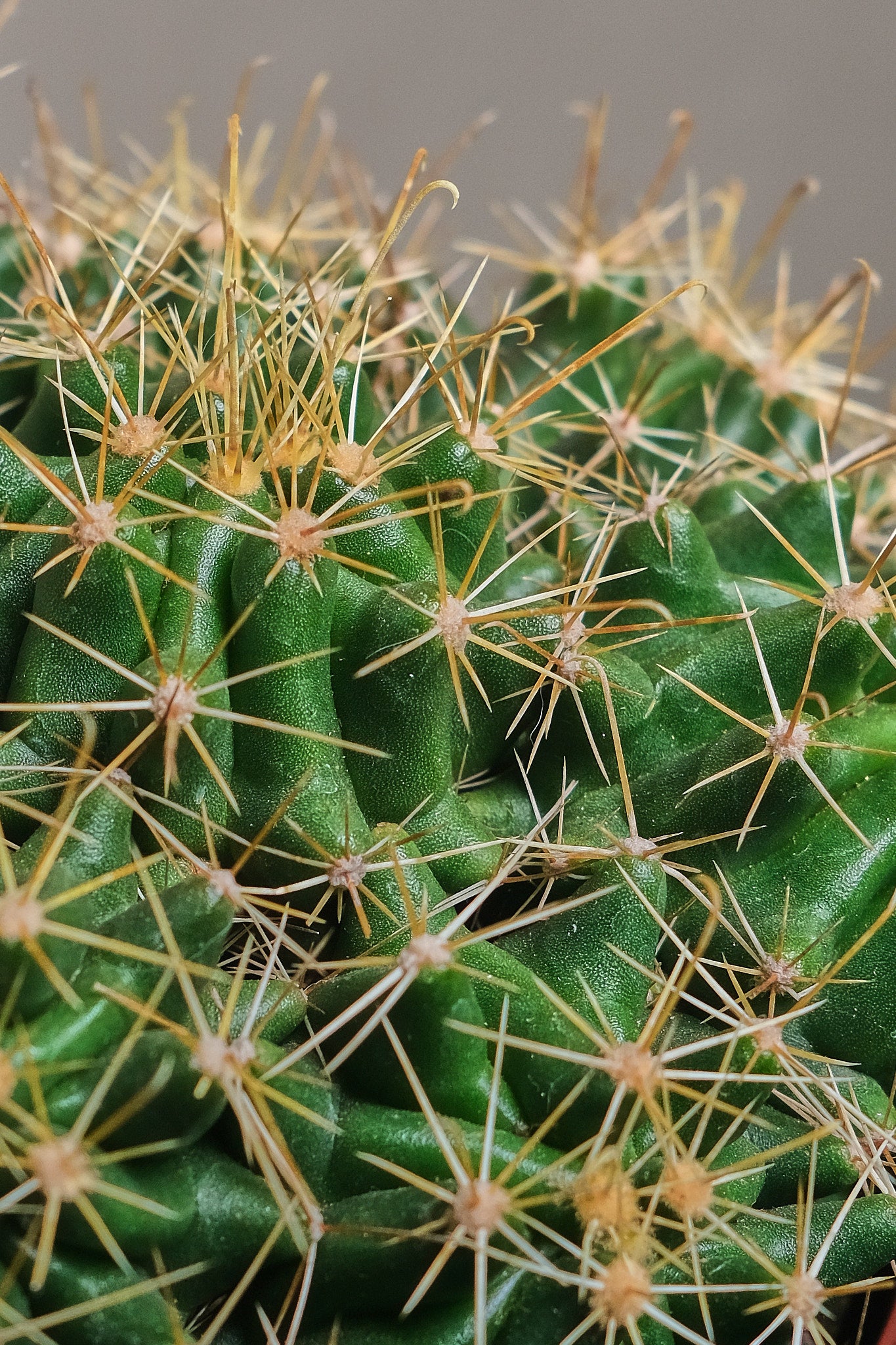 Ferocactus Stainesii Cactus - Rare Barrel Cactus for Desert Gardens, Succulent Collections & Xeriscaping | Perfect for Home Décor, Landscaping & Drought-Tolerant Gardens