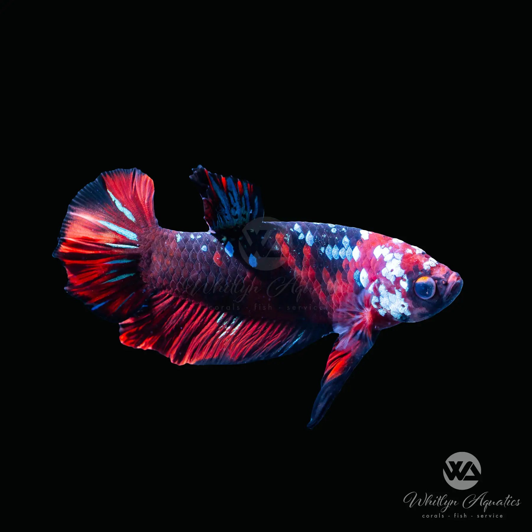 Koi Galaxy Plakat Betta Fish - Stunning Colorful Freshwater Aquarium Pet for Home & Office Decor