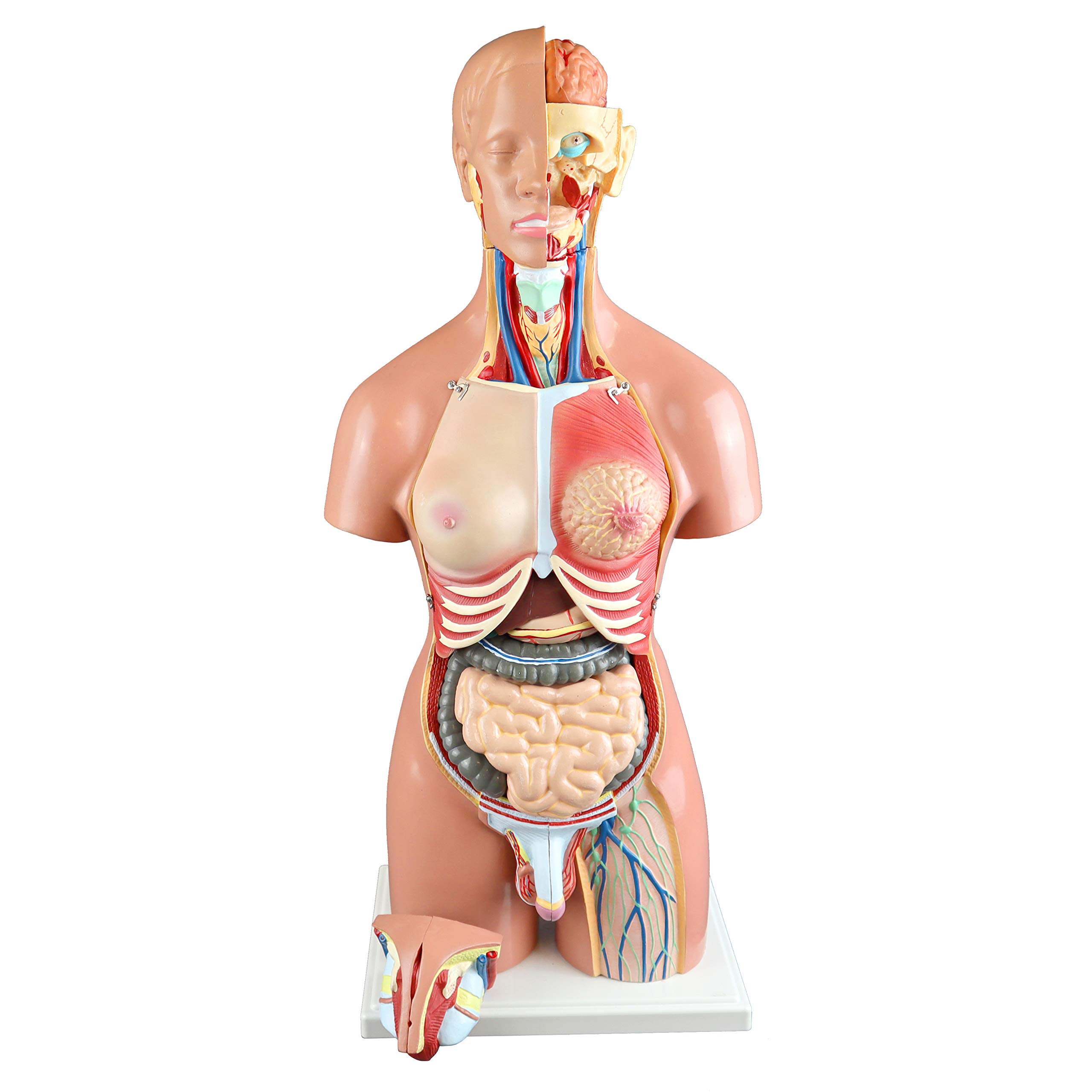 Parco Scientific PB00161 55cm 21-Part Dual-Sex Human Torso Model with Open Back - Detailed Anatomy of Muscles, Spine & Nerves for Medical Education & Study