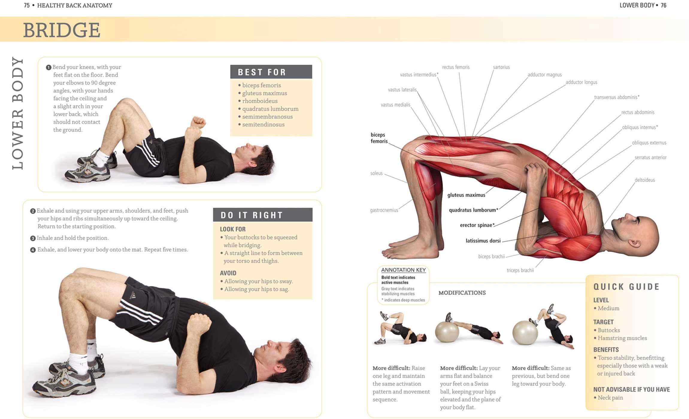 Healthy Back Anatomy - Comprehensive Guide to Spine Structure & Posture Support | Perfect for Chiropractors, Yoga Instructors & Office Workers