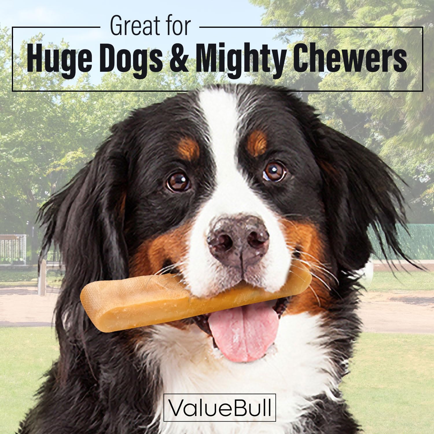 Premium Himalayan Yak Cheese Dog Chews - Extra Large 10-Pack | Natural Long-Lasting Treats for Aggressive Chewers | Odor-Free & Healthy Nepal Yak Milk Chews for Large Dogs | Perfect for Training, Teething & Dental Health