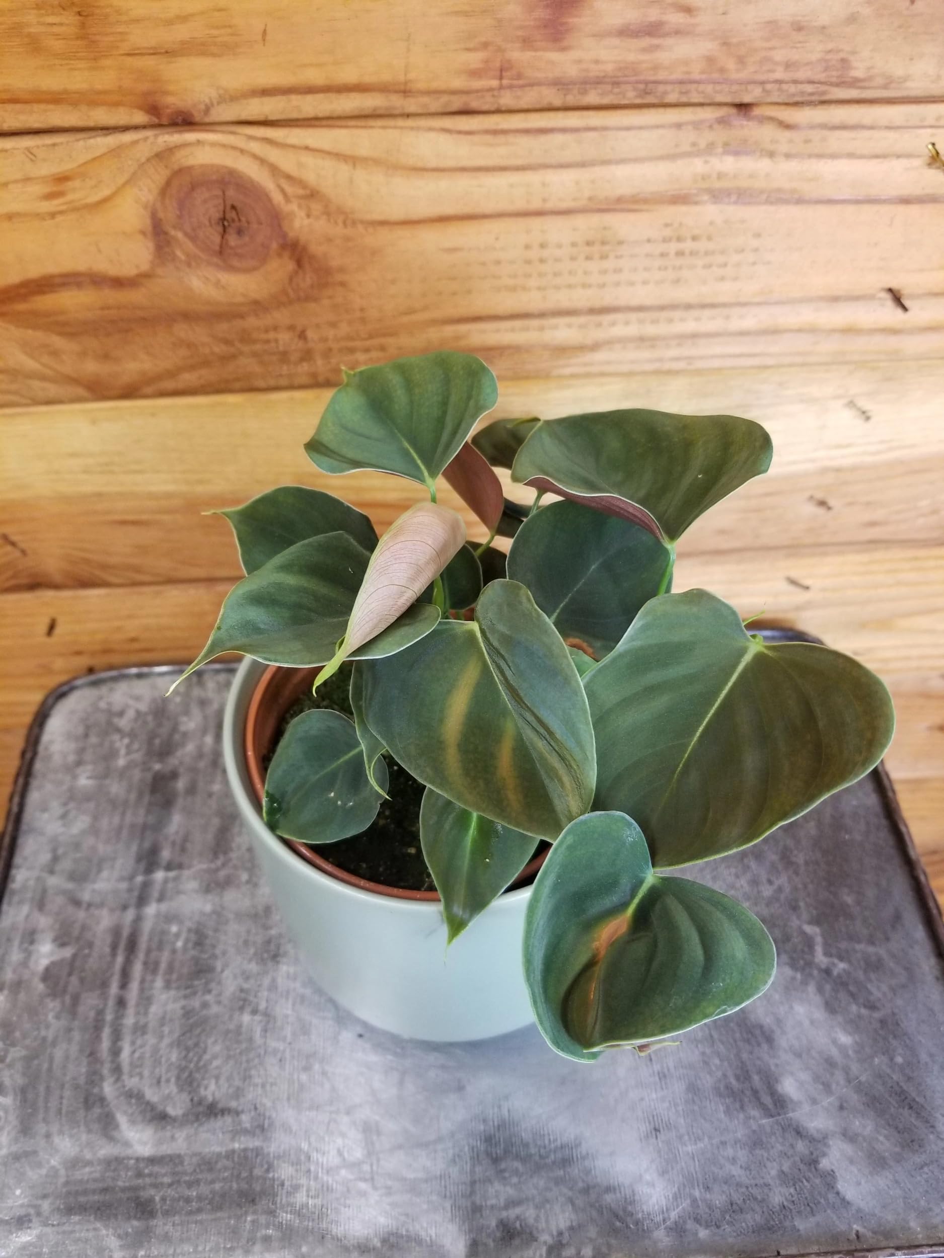 Philodendron Lupinum - 4 Inch Live Indoor House Plant for Home & Office Decor | Perfect for Living Room, Bedroom, or Desk