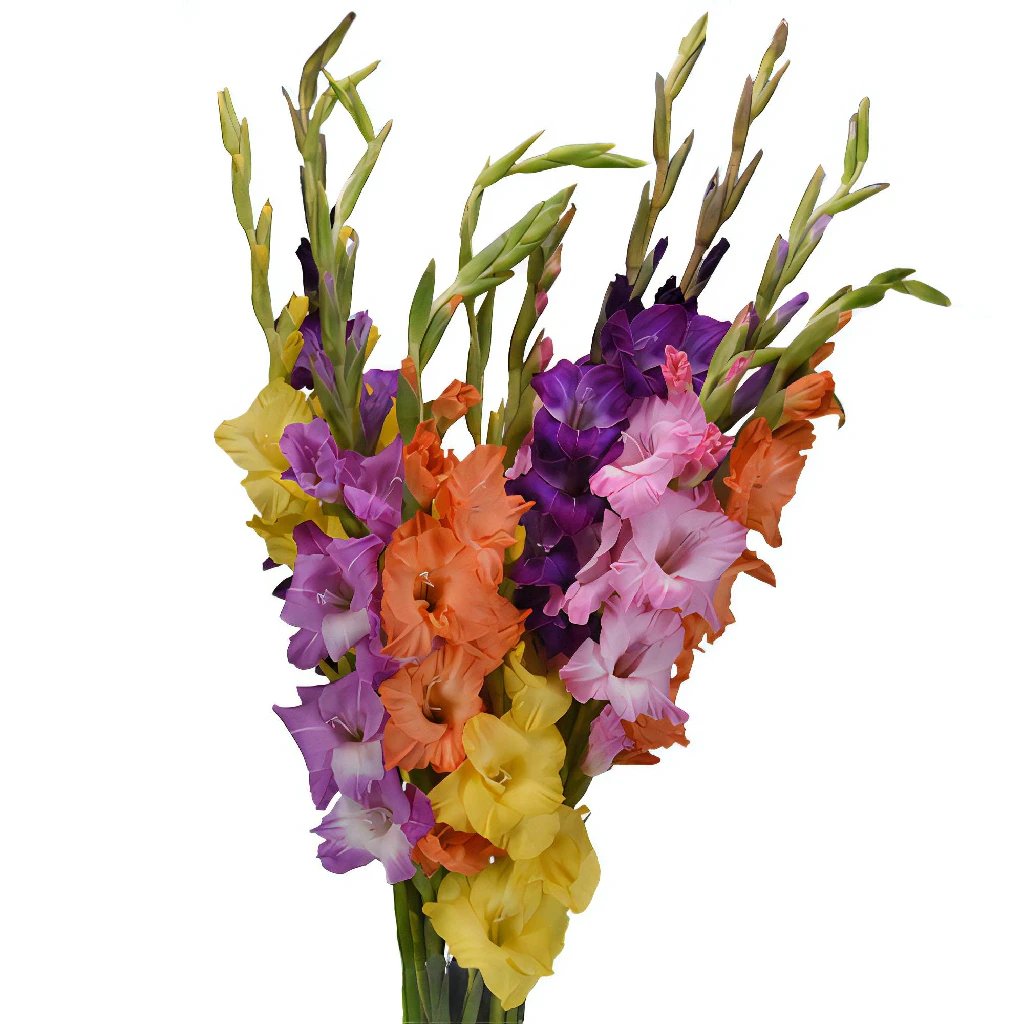 Assorted Color Gladiolus Flower Mix - Fresh Cut Flowers for Weddings, Home Decor & Garden Bouquets