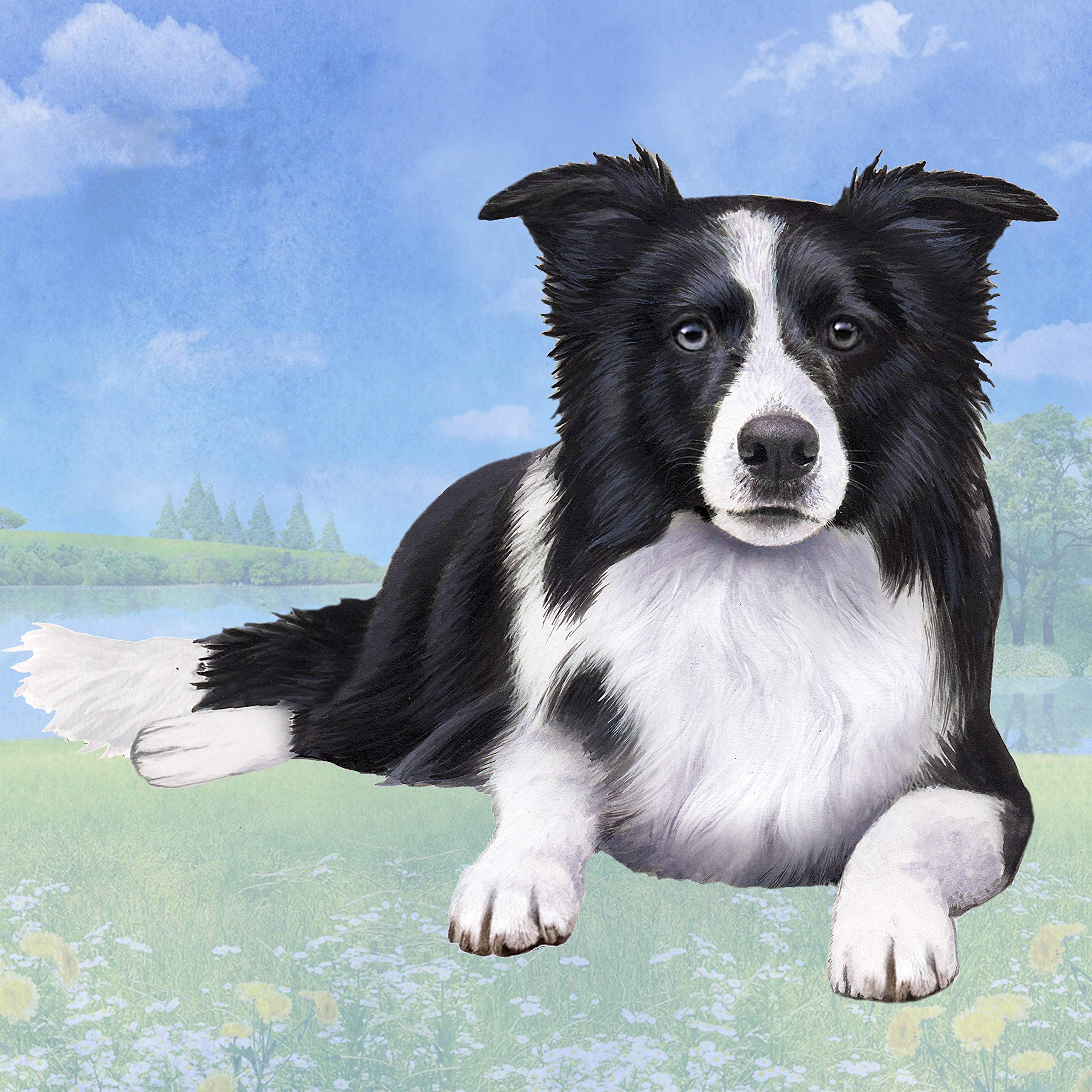 Border Collie Absorbent Stone Coaster Set with Cork Back - Prevent Water Rings & Scratches on Wooden Tables - Perfect for Coffee, Dining & Office Furniture Protection