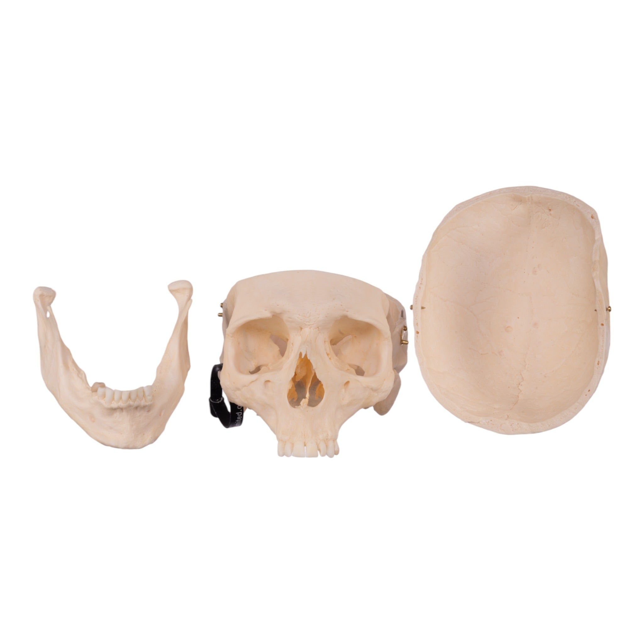 Premium Anatomical Human Skull Model - Accurate Medical & Educational Replica for Doctors, Students & Halloween Decor | Perfect for Classroom, Lab Study & Spooky Party Decorations