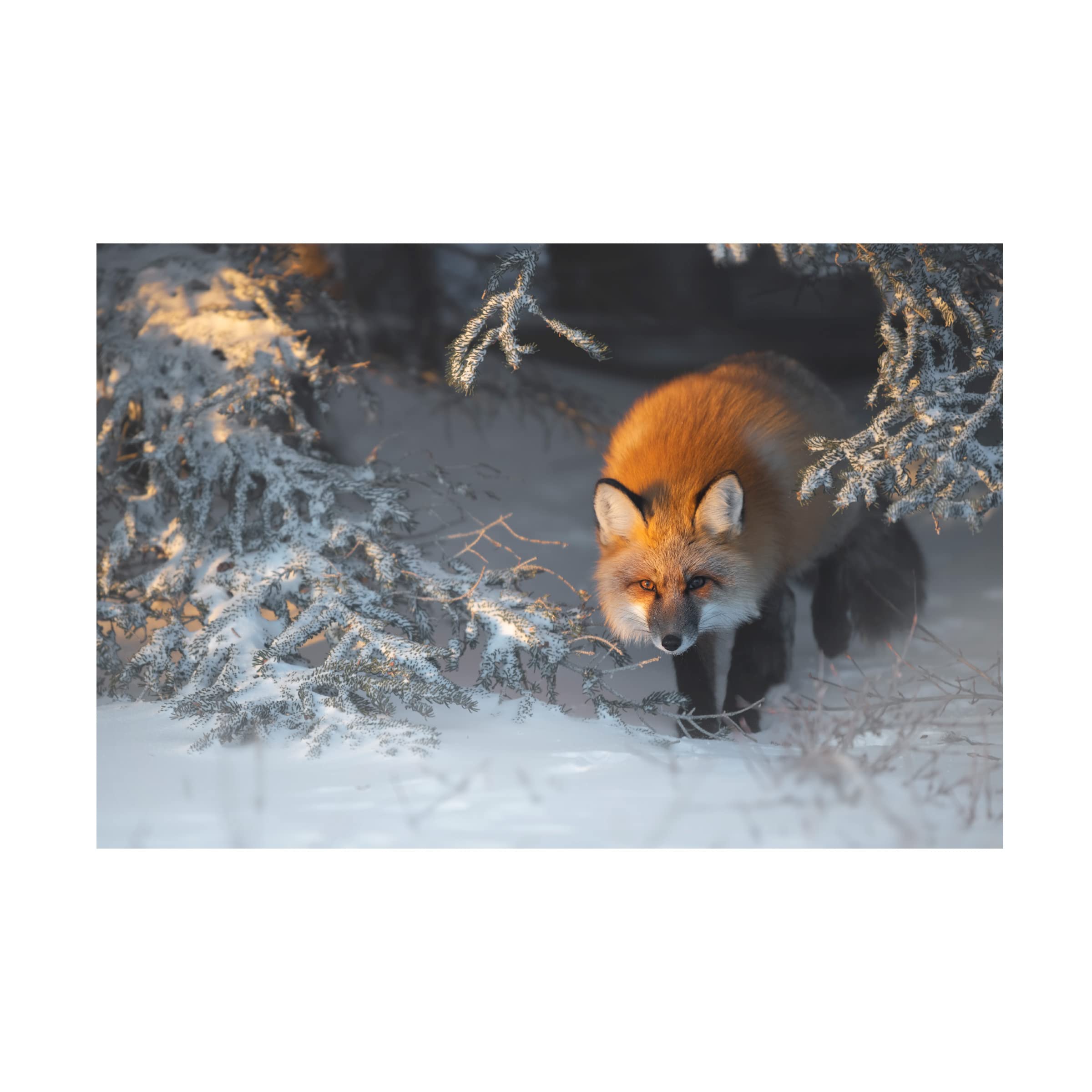 Roberto Marchegiani 'Red Fox' Canvas Art Print - Wildlife Nature Wall Decor for Living Room, Bedroom & Office - Trademark Fine Art Collection